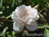 Rose anemoneflora