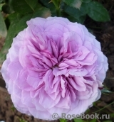 Lavender Ice Lavender Ice