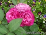 Heidi Klum Rose Heidi Klum Rose