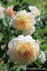 Crocus Rose® Crocus Rose®