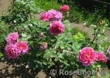 Princess Anne Princess Anne
