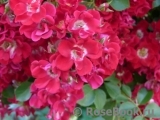 Rouge Meillandecor Rouge Meillandecor