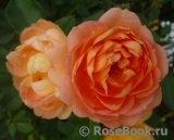 Lady of Shalott Lady of Shalott