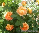 Lady of Shalott Lady of Shalott