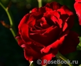 Grande Amore Grande Amore