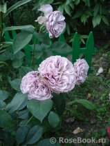 Lavender Ice Lavender Ice