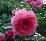 Rose de Bayonne