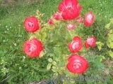Planten un Blomen® Planten un Blomen®