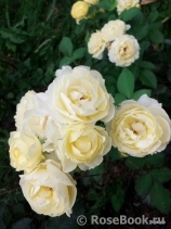 Golden Border Golden Border
