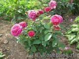 Heidi Klum Rose Heidi Klum Rose