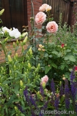 Abraham Darby Abraham Darby