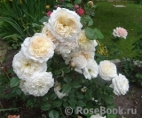 Crocus Rose® Crocus Rose®