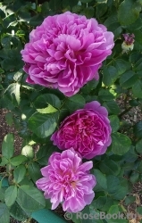 Princess Anne Princess Anne