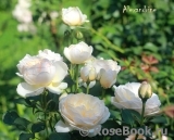 Alexandrine Alexandrine