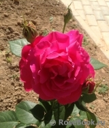 Grande Dame Grande Dame