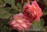 Jubilee Celebration® Jubilee Celebration®