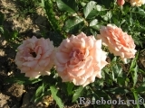 Fragrant Apricot Fragrant Apricot