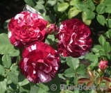 Arrow Folies ® Arrow Folies ®