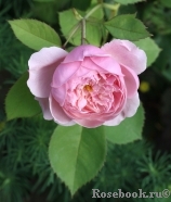 The Alnwick Rose