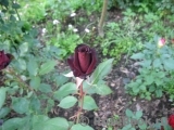 Black Baccara Black Baccara