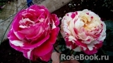 Vanille Fraise ® Vanille Fraise ®