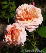 Rose de Cornouaille ®