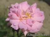 Marie-Victorin Marie-Victorin