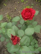 Rose des 4 Vents
