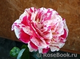 Vanille Fraise ® Vanille Fraise ®