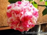 Vanille Fraise ® Vanille Fraise ®
