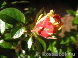 Vanille Fraise ® Vanille Fraise ®