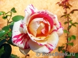 Vanille Fraise ® Vanille Fraise ®