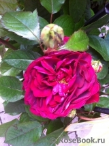 Kordes' Rose Bordeaux ®