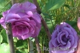 Violette Parfumee Gpt ®