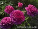 Heidi Klum Rose Heidi Klum Rose