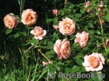 Barock Barock