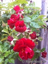 Rose de Fleurie ®