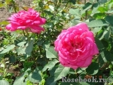 Pink Peace Pink Peace