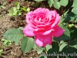 Pink Peace Pink Peace