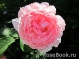 The Wedgwood Rose