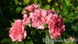 Rosarium Uetersen Rosarium Uetersen