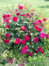 Darcey Bussell Darcey Bussell
