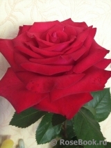 Grande Amore Grande Amore