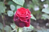 Mildred Scheel Mildred Scheel