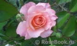 Bordure Abricot Bordure Abricot