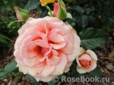 Fragrant Apricot Fragrant Apricot