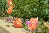 Lady of Shalott Lady of Shalott