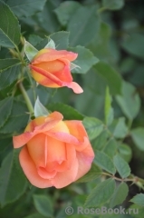 Lady of Shalott Lady of Shalott