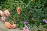 Lady of Shalott Lady of Shalott