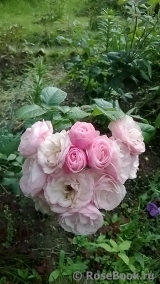 Bouquet Parfait